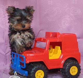 ����������� ������� - �����