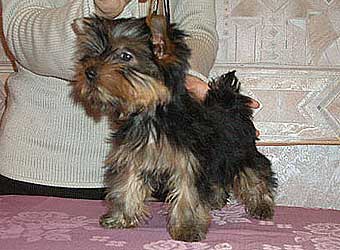 ����������� ������� - �����