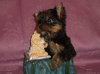 ����������� ������� - �����