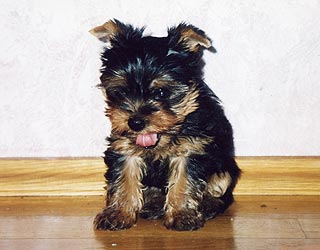 ����������� ������� - �����