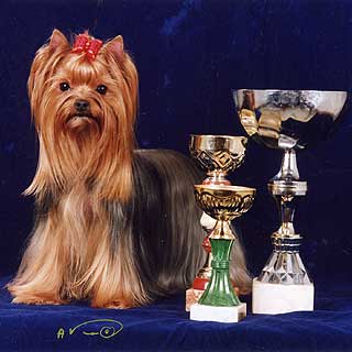 ����������� ������ - ������ ���������