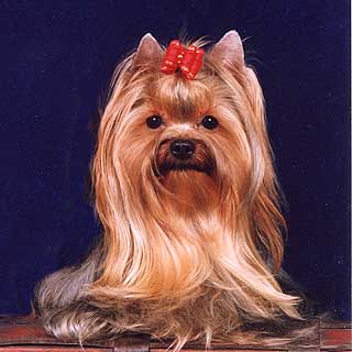 ����������� ������ - ������� ���