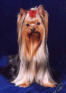 ����������� ������ - ���� ��� �� ��� �����