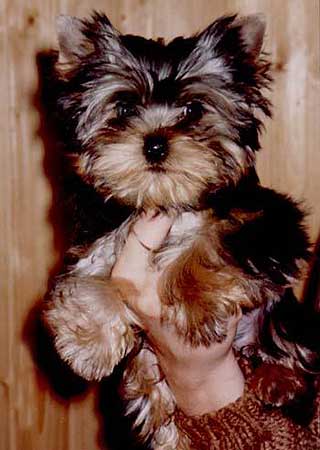 ����������� ������� - ����� ����������