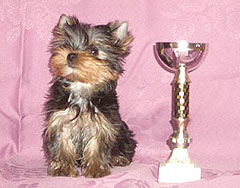 ����������� ������ - �����