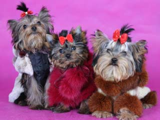 ����������� ������ � ������� �� ����� ����������.