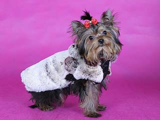 ����������� ������ � ������� �� ����� ����������.