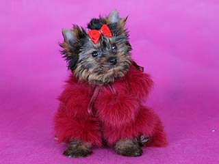 ����������� ������ � ������� �� ����� ����������.