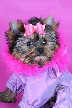 ����������� ������ � ������� �� ����� ����������.