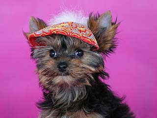 �������� ����� ��� ������������ ������� �� ����� ����������.