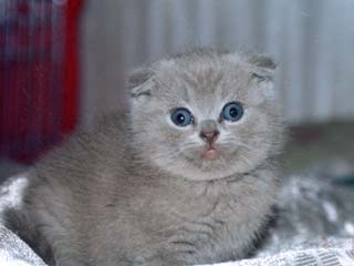 ����������� ��������� �������.