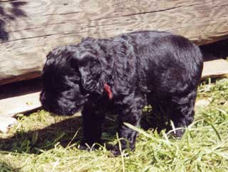 ������� ������ ������ �����.