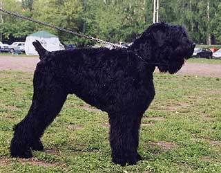 ������� ������ ������.