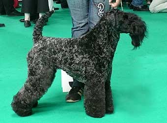 �����-��� ������.