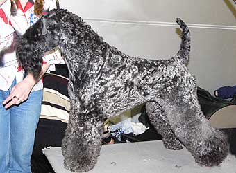 �����-��� ������.