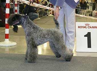 �����-��� ������.