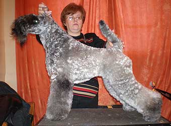 �����-��� ������.