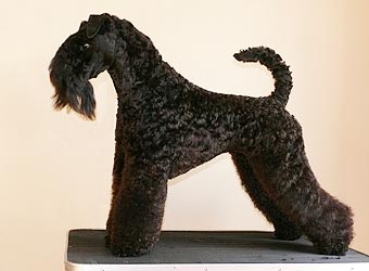 �����-��� ������.