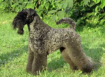 �����-��� ������.