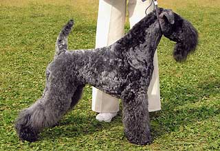 �����-��� ������.