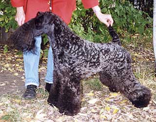 �����-��� ������.