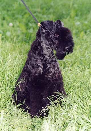 �����-��� ������.