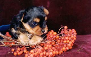 ����������� ������ - �����