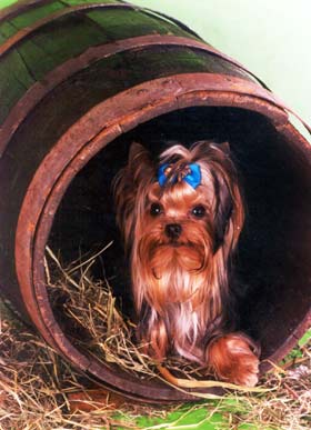 ����������� ������