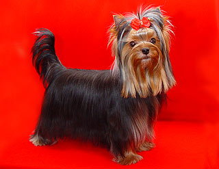 ����������� ������.