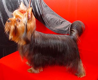 ����������� ������.