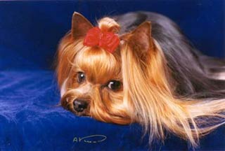 ����������� ������ ����� ����.