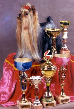 ����������� ������ ����� ����.