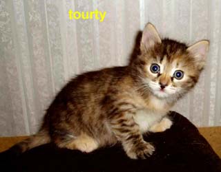 Siberian kitten