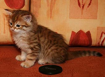 Siberian kitten