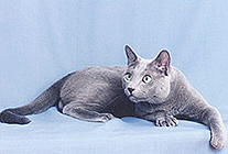 ������� ������� �����.