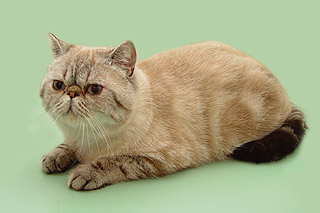 ����� ����� ���-����� �����.