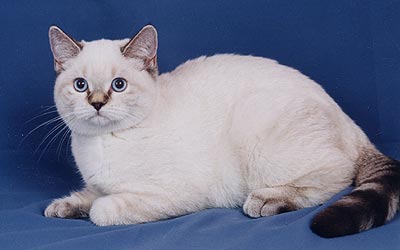 ������� ���������� ��������������� ������� ����� ���-�����-�����.