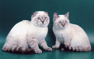 ������ - ����������� ��������� � ����������