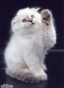 ������� ���� �������