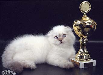 ������� ���� �������