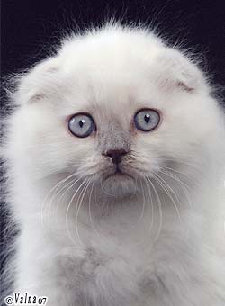 ������� ���� �������