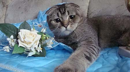 ��� ����������� ���������.