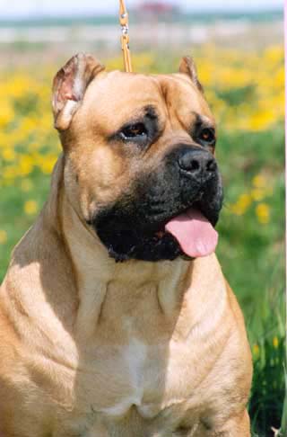 ������� ������ �����������.