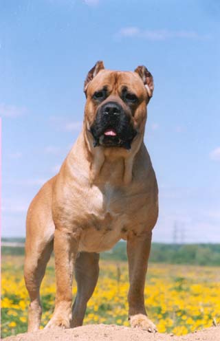 ����������� (���).