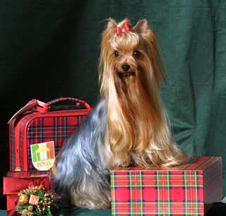 ����������� ������ Chisbarsel Saab ������� ����� 5����, 3�R.CAC.