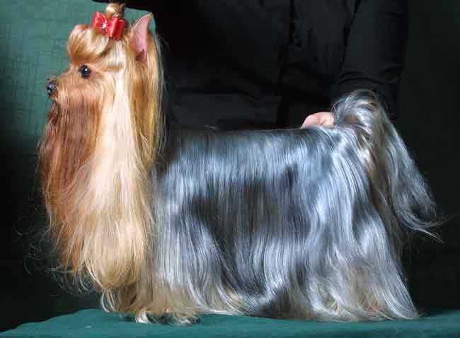 Chisbarsel Saab ������� �����.