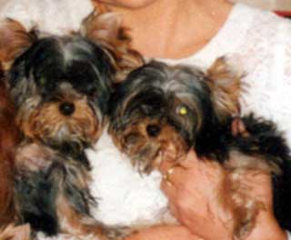 ����� ������� ������� � ����.