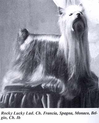 Rocky Lucky Lad
