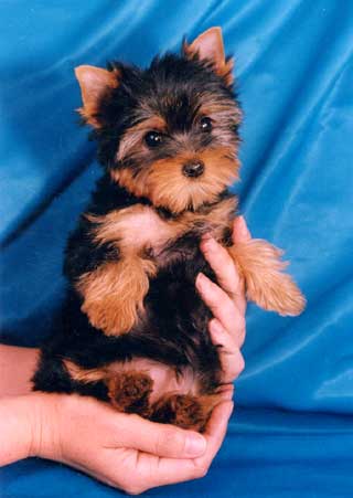 ����� ������� ������� � ����.