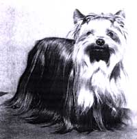 Ch Beechrise Superb.